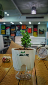 Jade Plant (Good Luck plant)