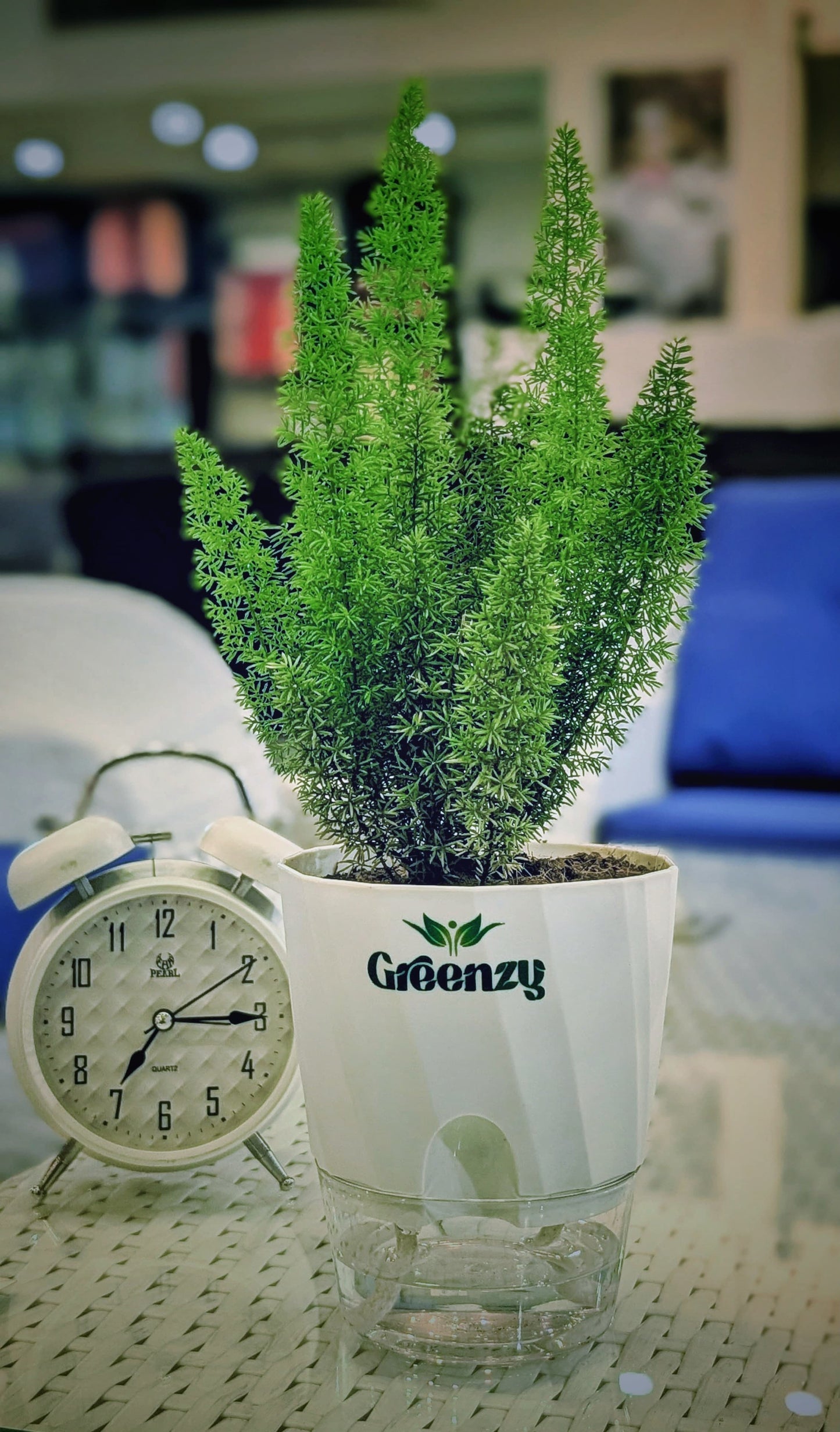 foxtail fern