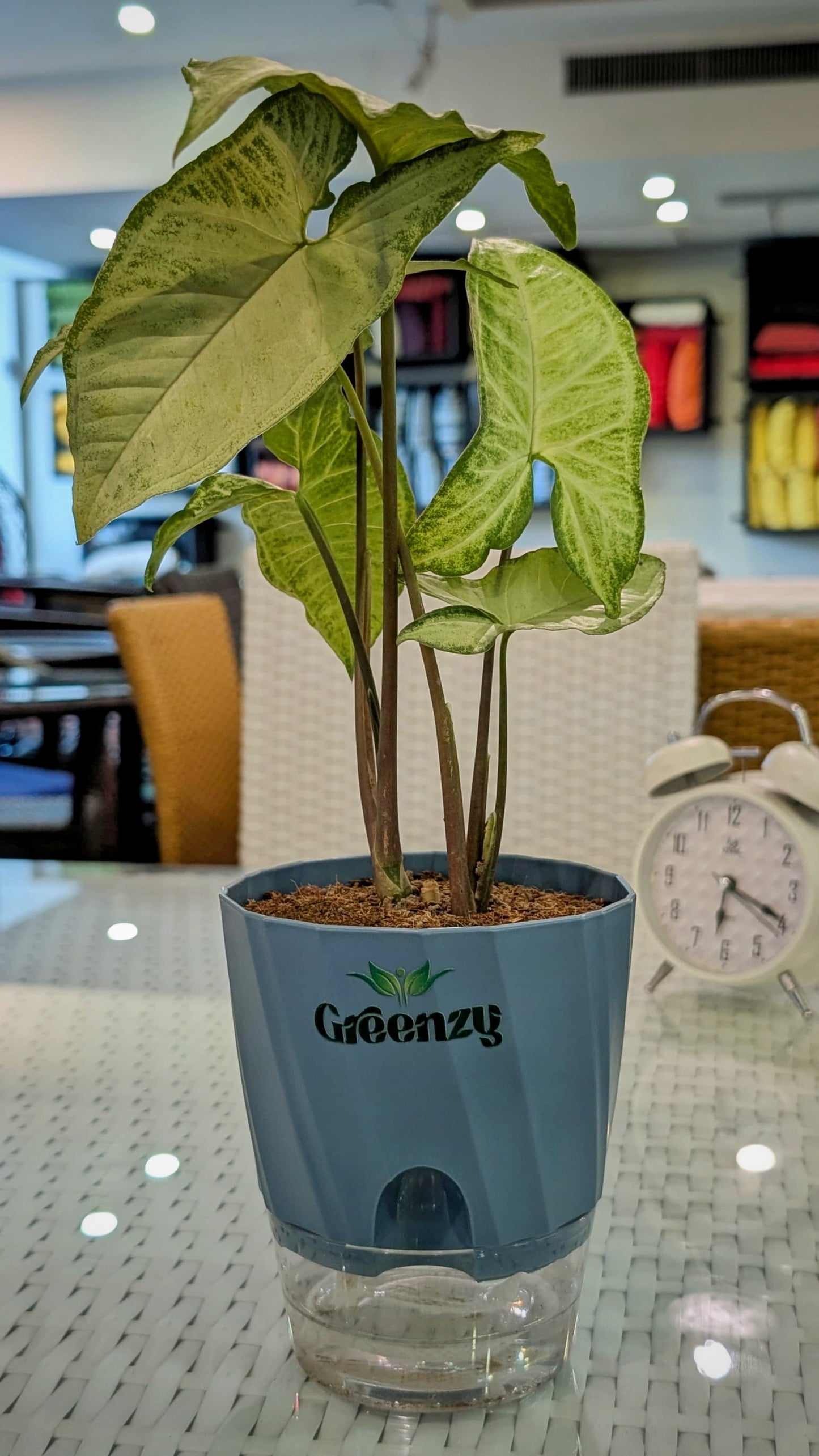 Arrowhead plants