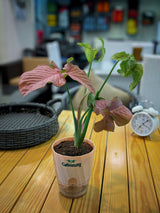 Arrowhead (Plant Pink)
