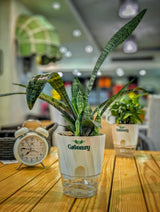 sensevieria trifasciata