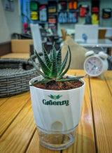 xGasteraloe beguinii