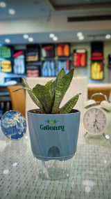 sansevieria masoniana