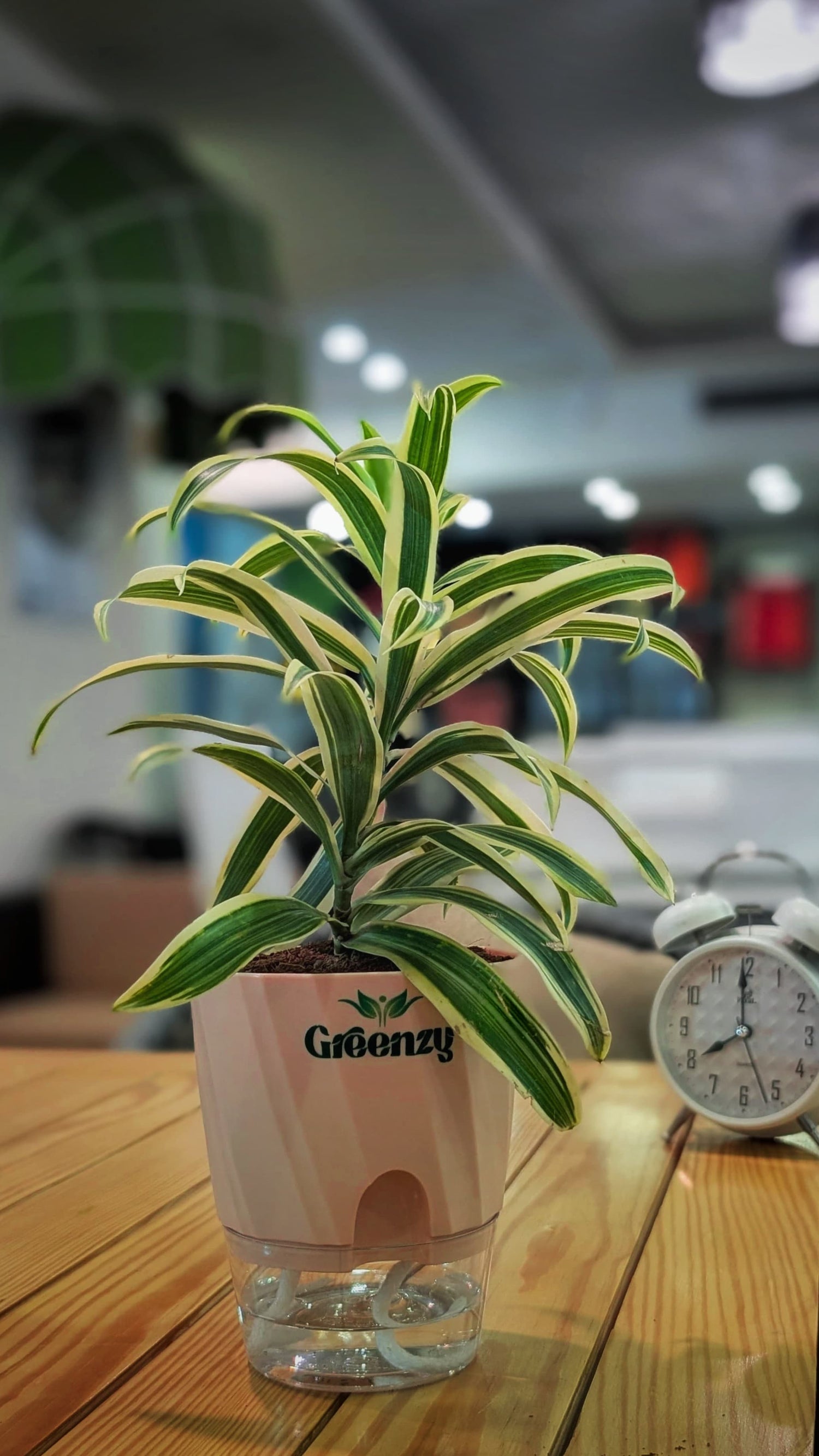 Indoor Plants with self watering pots