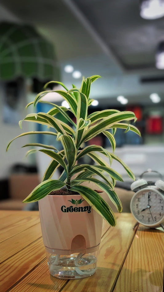 Dracaena reflexa