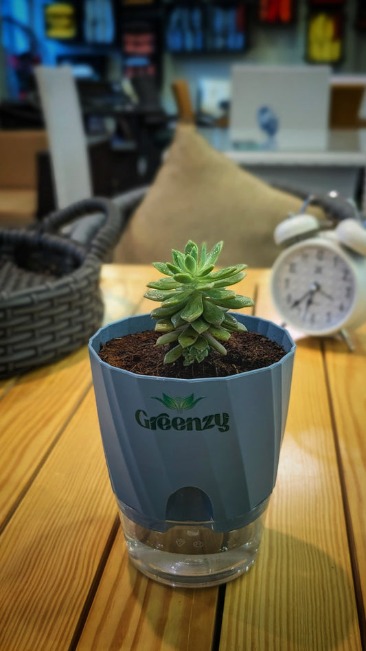 Lipstick echeveria