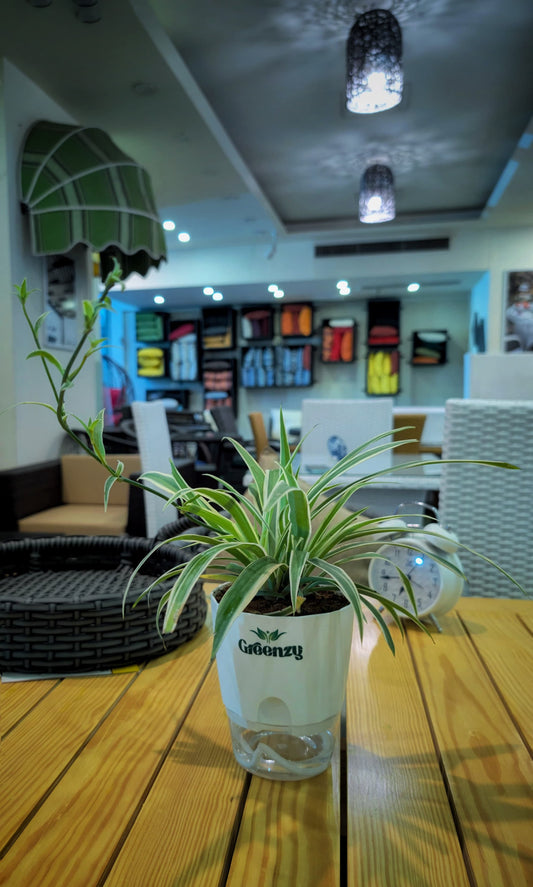 Spider Plant