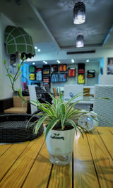 Spider Plant