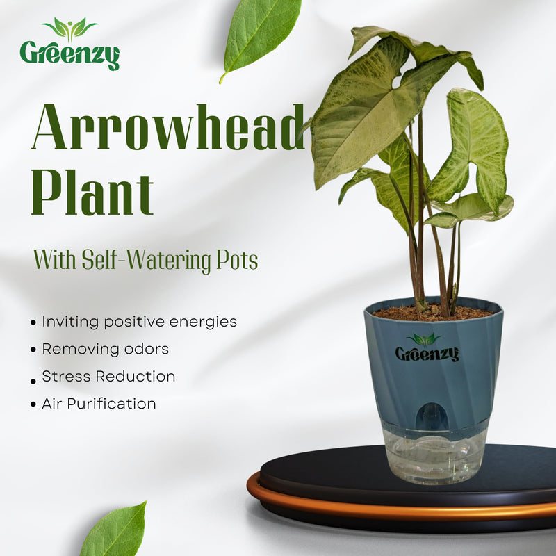 Arrowhead plants