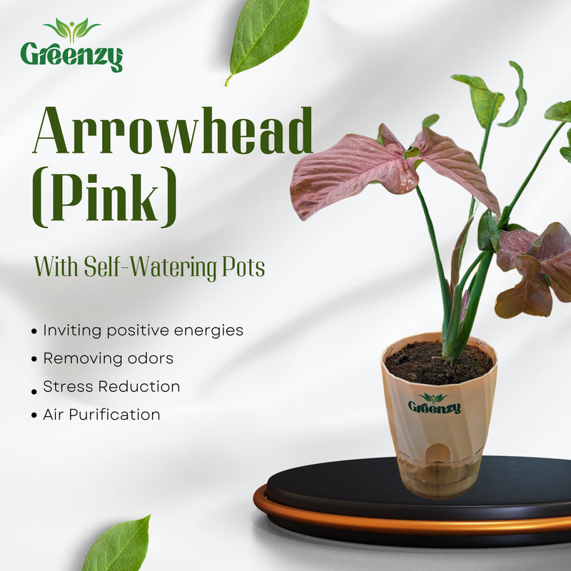 Arrowhead plant (Pink)