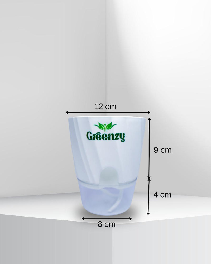 sensevieria trifasciata